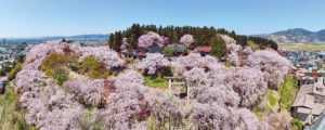 赤湯温泉 桜まつり